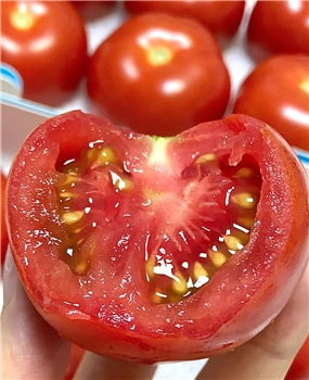 生科番茄