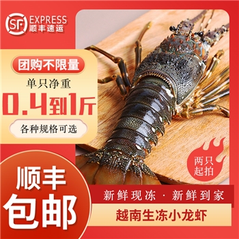 东山岛大龙虾小青龙虾500g-1-2只海鲜鲜活冷冻水产龙虾