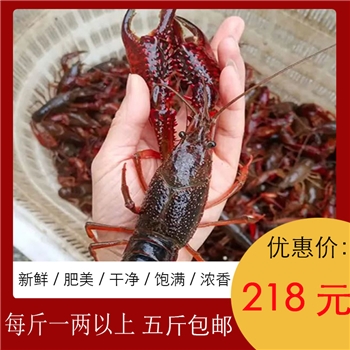 鲜活小青龙龙虾鲜冻冻货鲜活海鲜澳洲龙虾水产活虾