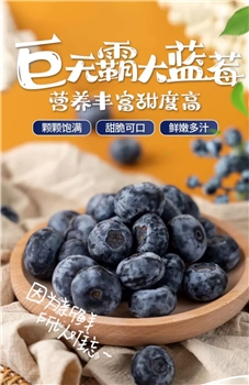 新鲜高品质超大蓝莓王