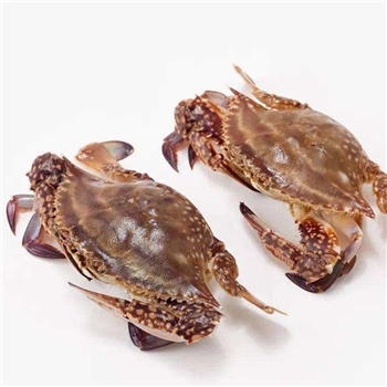 （bp专卖）梭子蟹冷冻特大新鲜螃蟹