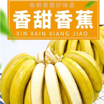 云南香蕉整箱10斤/6斤/2斤自然熟当季水果新鲜包邮十斤非小米蕉